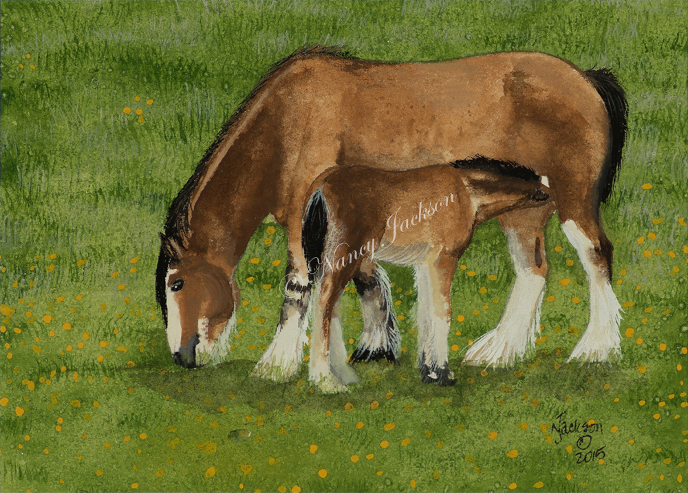 Clydesdale Study #1
